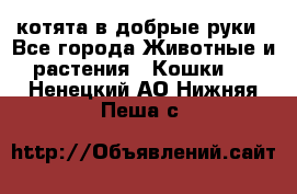 котята в добрые руки - Все города Животные и растения » Кошки   . Ненецкий АО,Нижняя Пеша с.